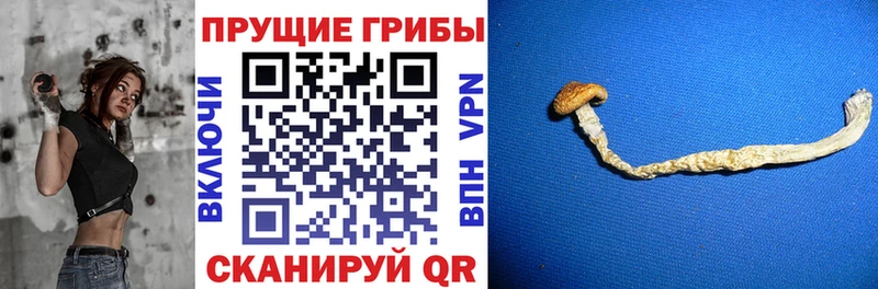 где купить наркотик Новосокольники Галлюциногенные грибы ЛСД